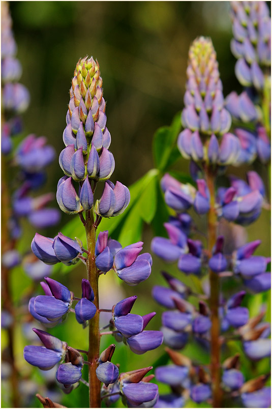 Lupine (Lupinus)