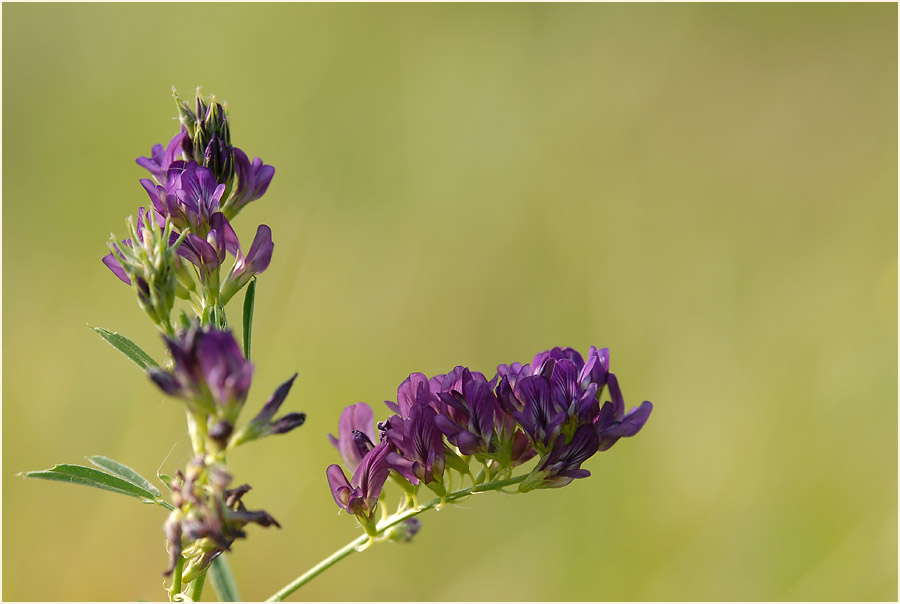 Luzerne (Medicago sativa)