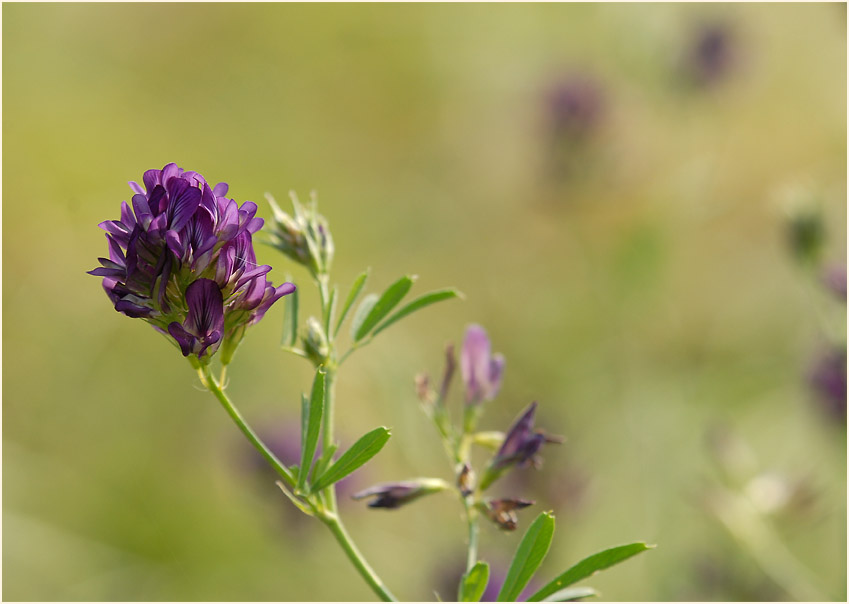 Luzerne (Medicago sativa)