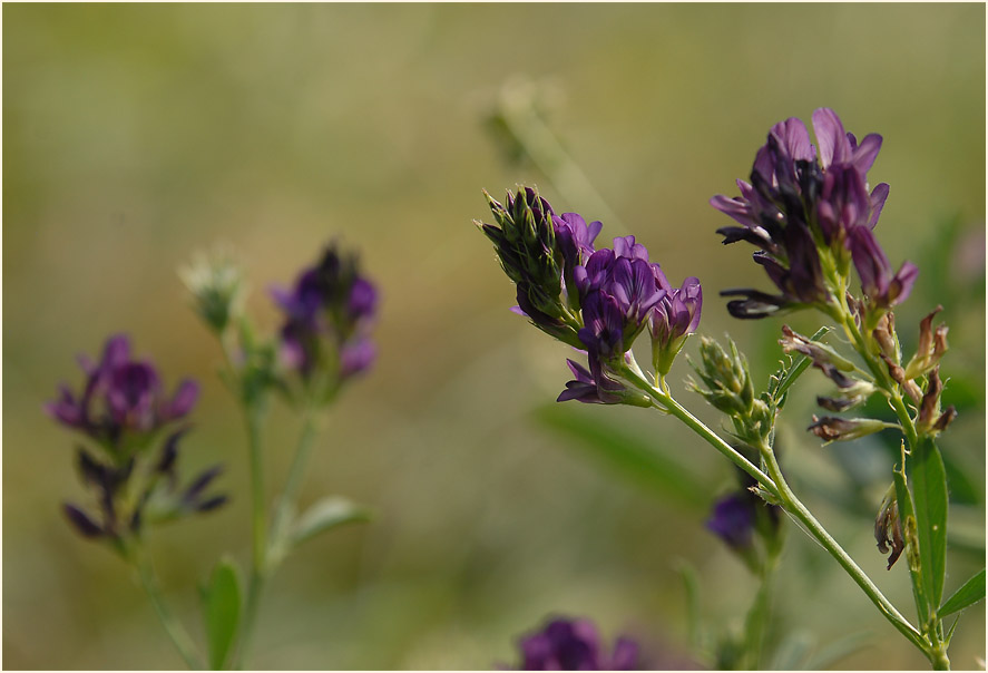 Luzerne (Medicago sativa)