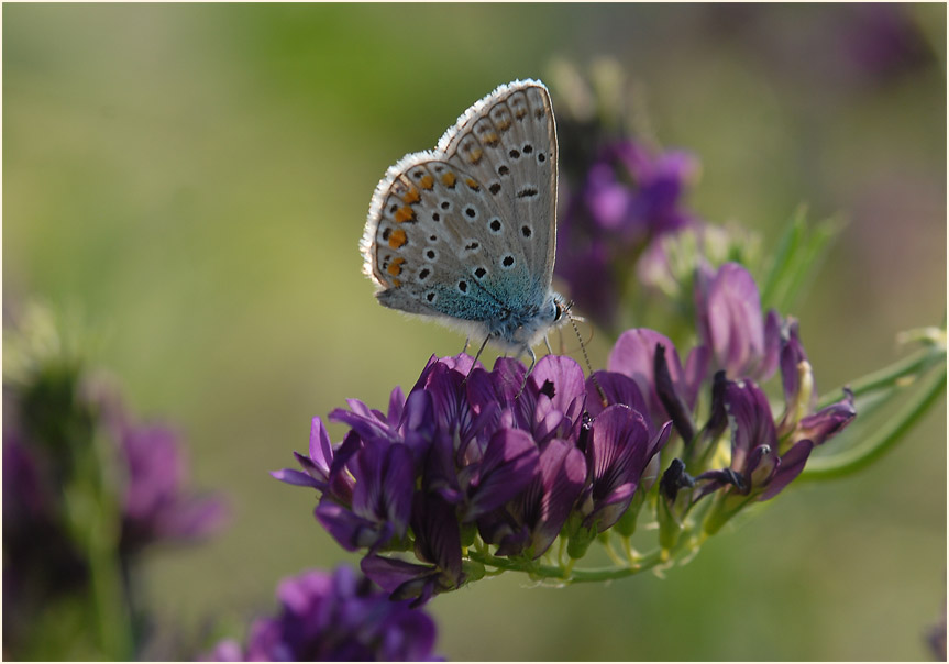 Luzerne (Medicago sativa)