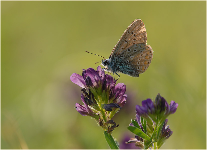 Luzerne (Medicago sativa)