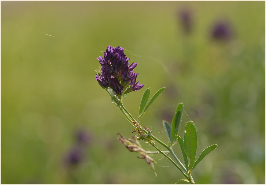 Luzerne (Medicago sativa)