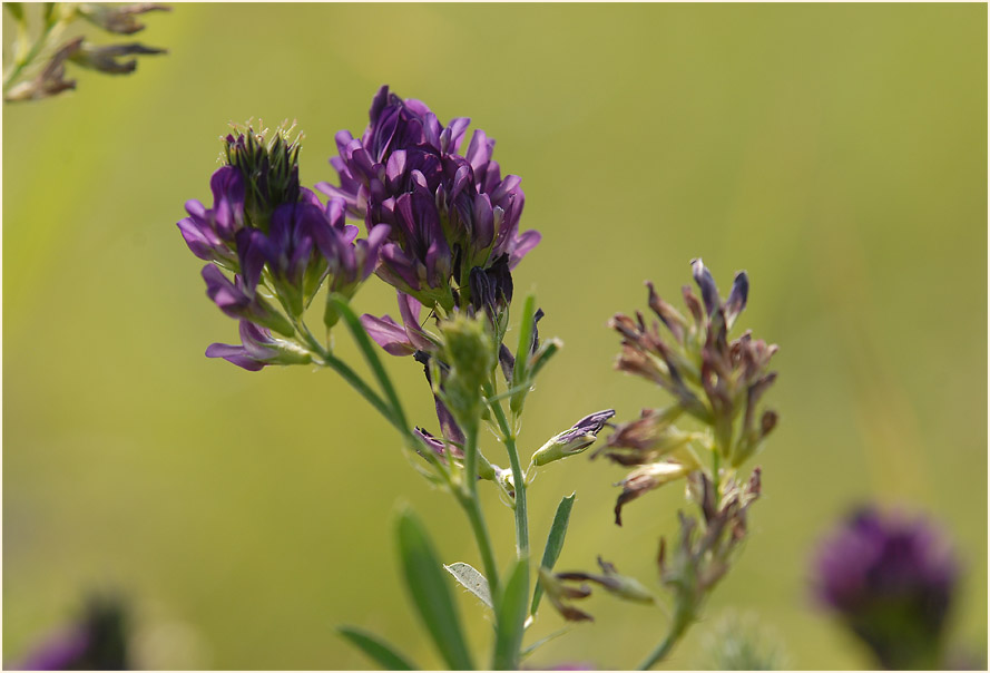 Luzerne (Medicago sativa)