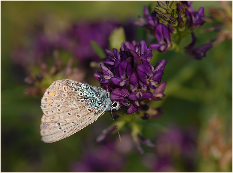 Luzerne (Medicago sativa)