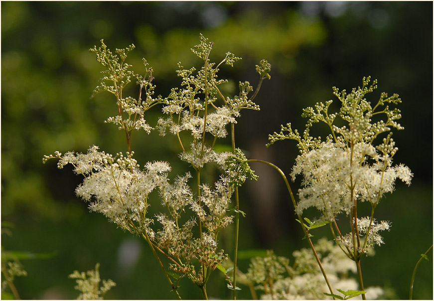 Mädesüss (Filipendula ulmaria)