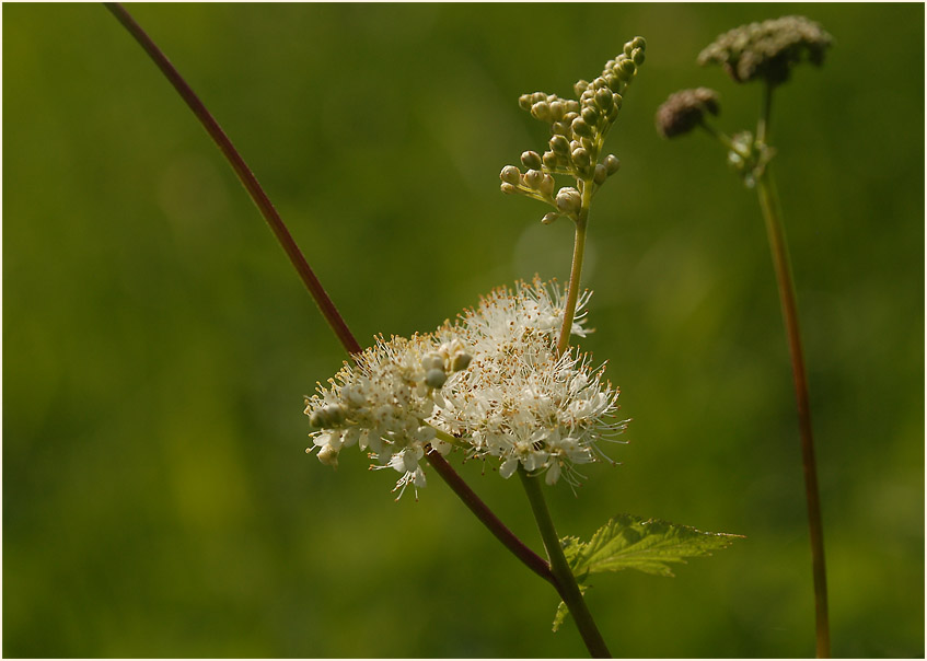 Mädesüss (Filipendula ulmaria)