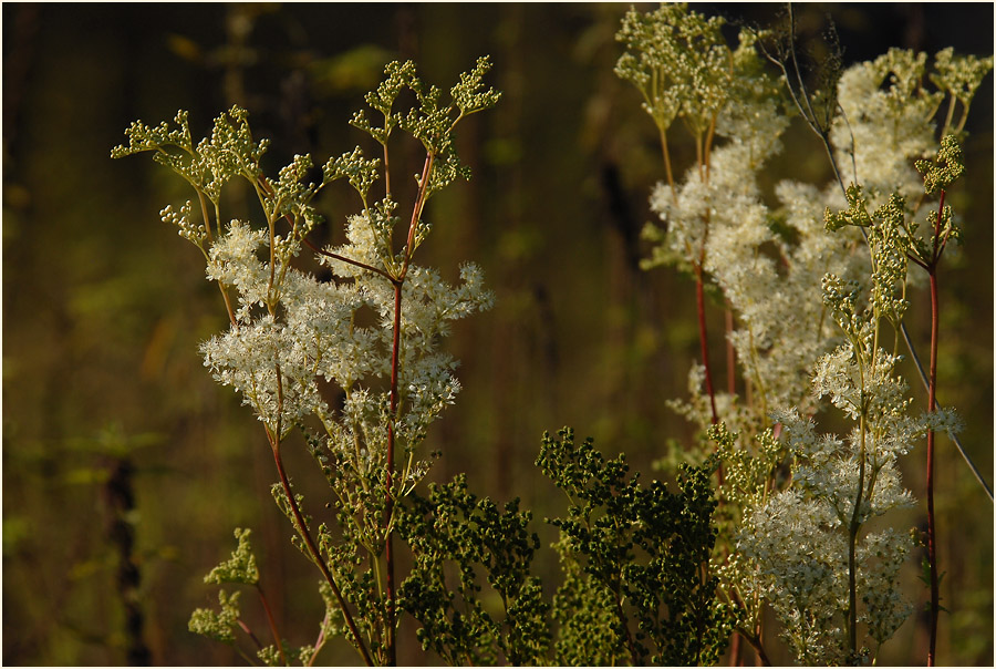 Mädesüss (Filipendula ulmaria)