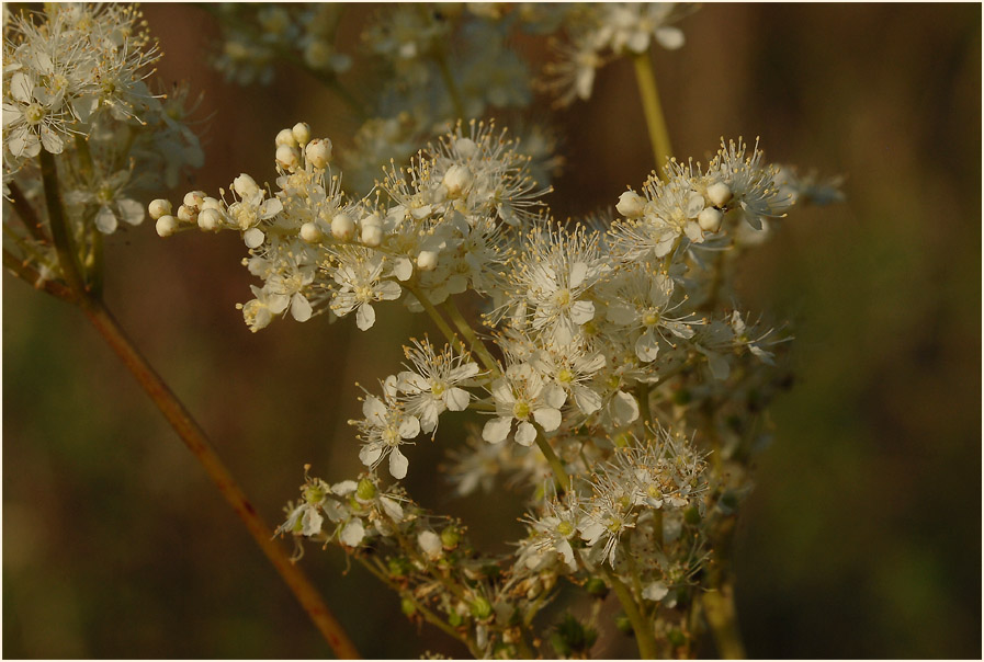 Mädesüss (Filipendula ulmaria)