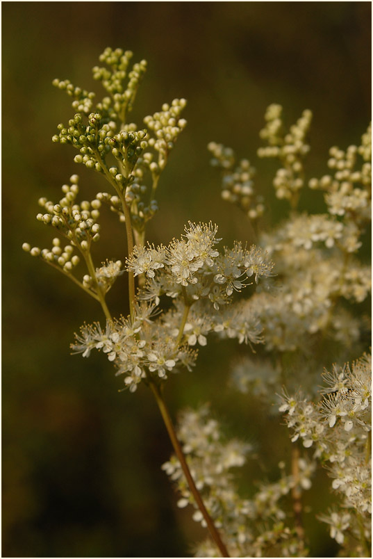 Mädesüss (Filipendula ulmaria)