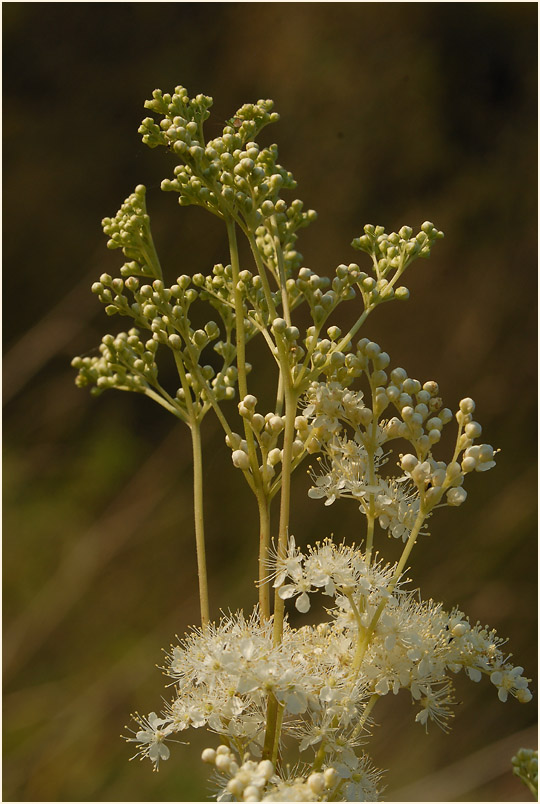 Mädesüss (Filipendula ulmaria)