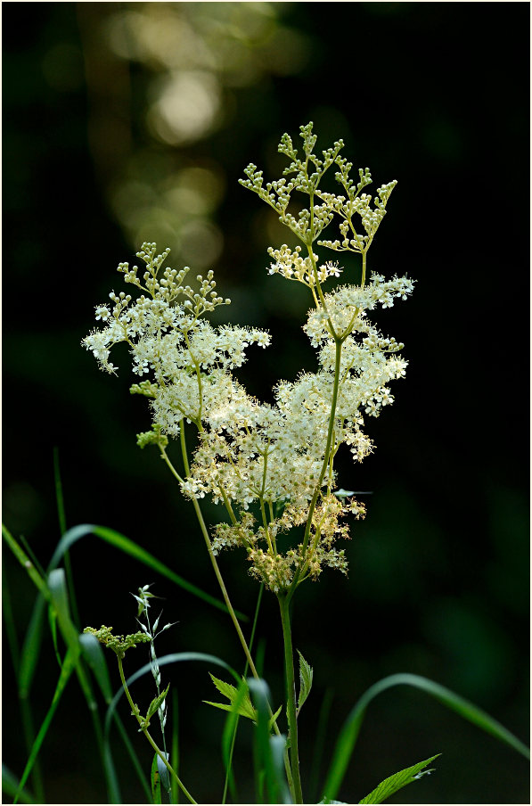 Mädesüss (Filipendula ulmaria)