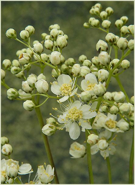 Knolliges Mädesüss (Filipendula vulgaris)