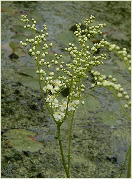 Knolliges Mädesüss (Filipendula vulgaris)