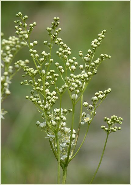 Knolliges Mädesüss (Filipendula vulgaris)