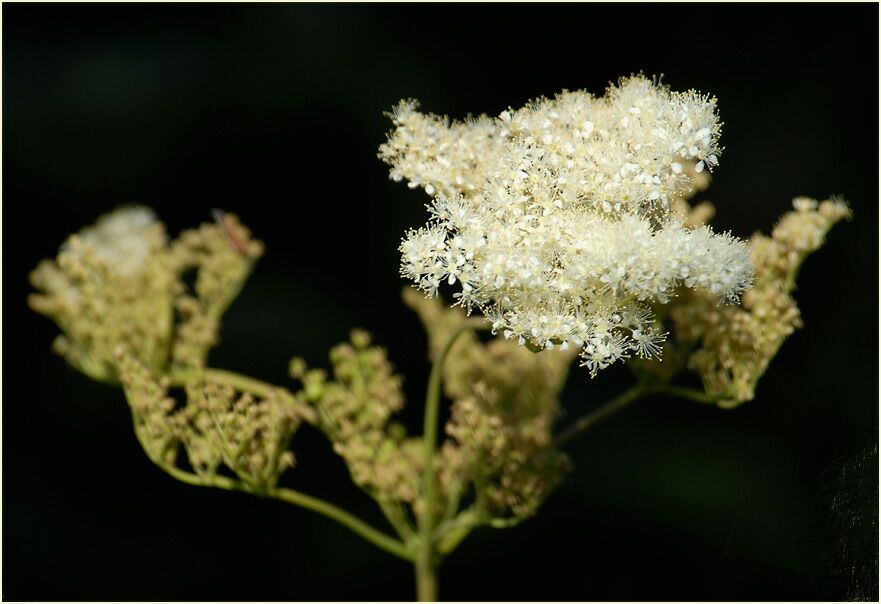 Mädesüss (Filipendula ulmaria)