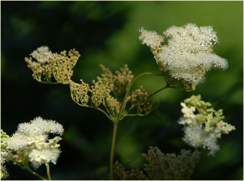 Mädesüss (Filipendula ulmaria)