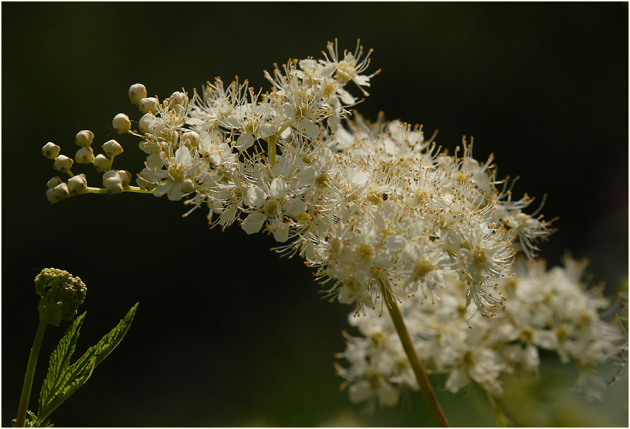 Mädesüss (Filipendula ulmaria)