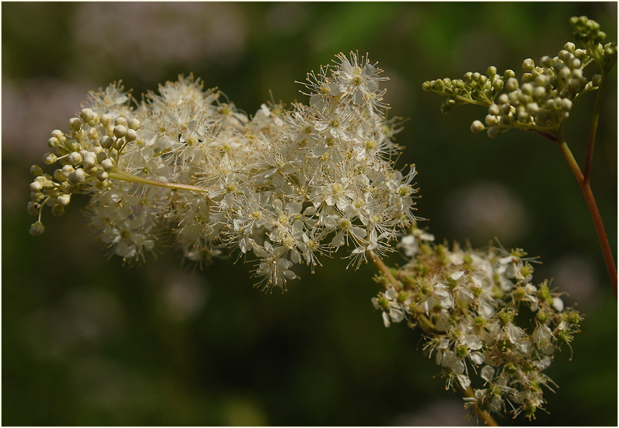 Mädesüss (Filipendula ulmaria)