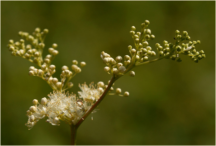 Mädesüss (Filipendula ulmaria)