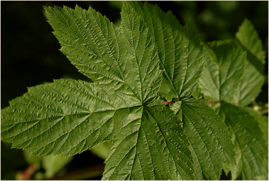 Mädesüss (Filipendula ulmaria)