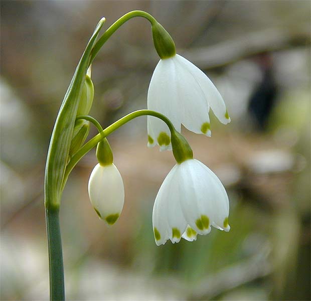 Sommer-Knotenblume (Leucojum aestivum)