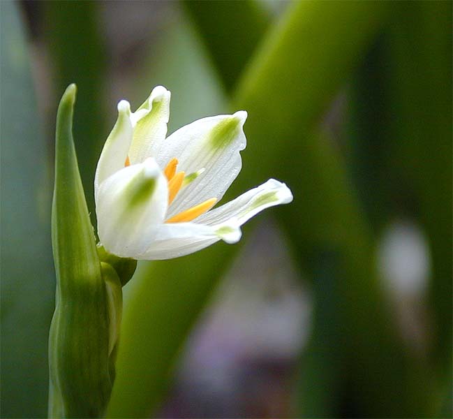 Sommer-Knotenblume (Leucojum aestivum)