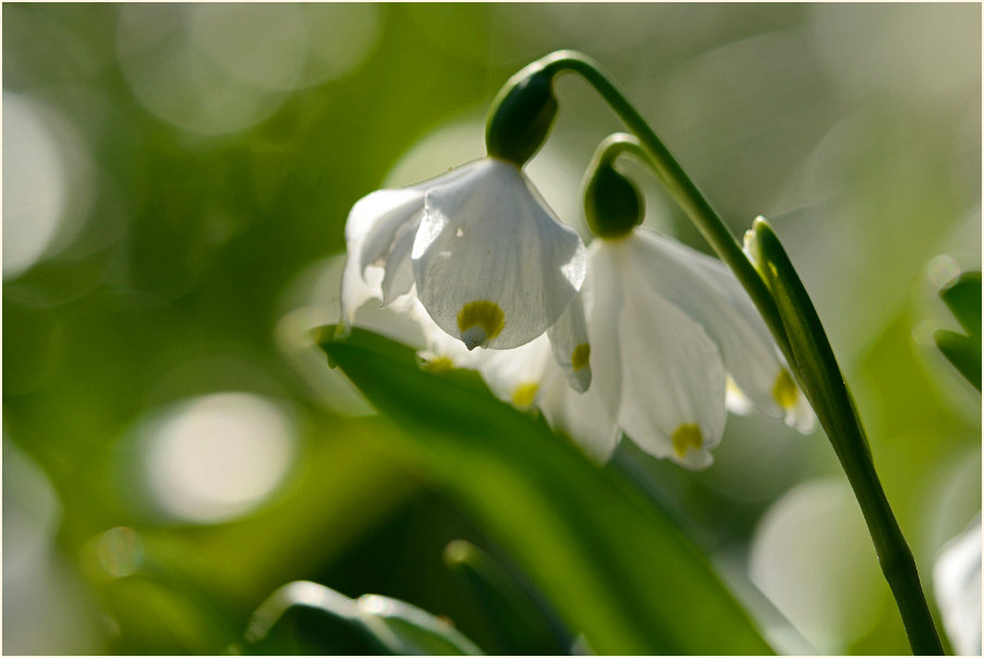 Märzbecher (Leucojum vernum)