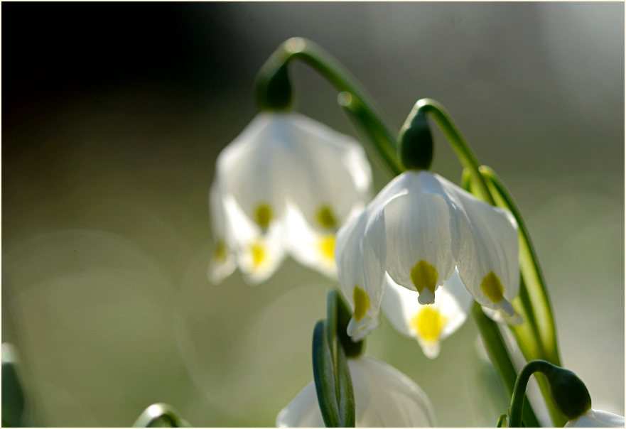 Märzbecher (Leucojum vernum)