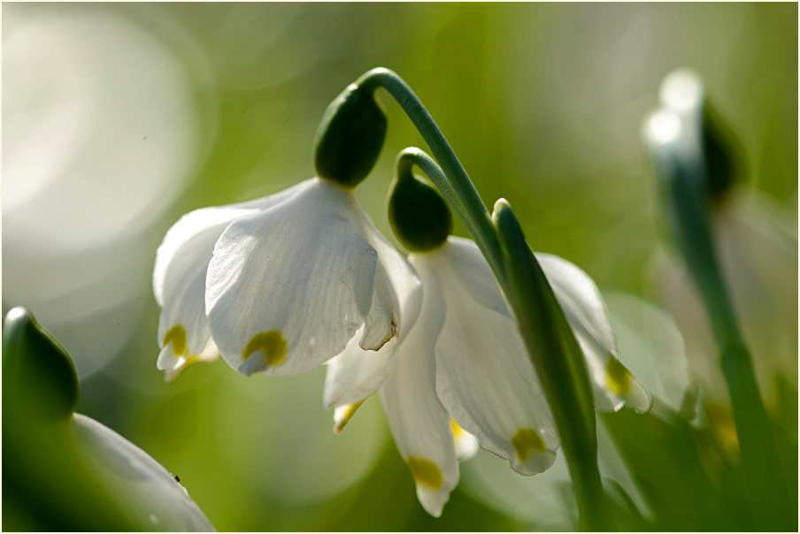 Märzbecher (Leucojum vernum)