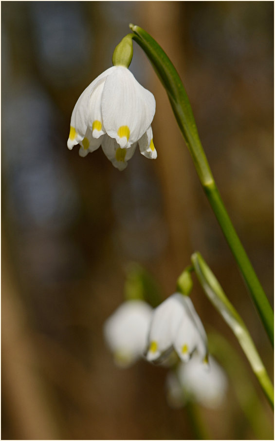 Märzbecher (Leucojum vernum)