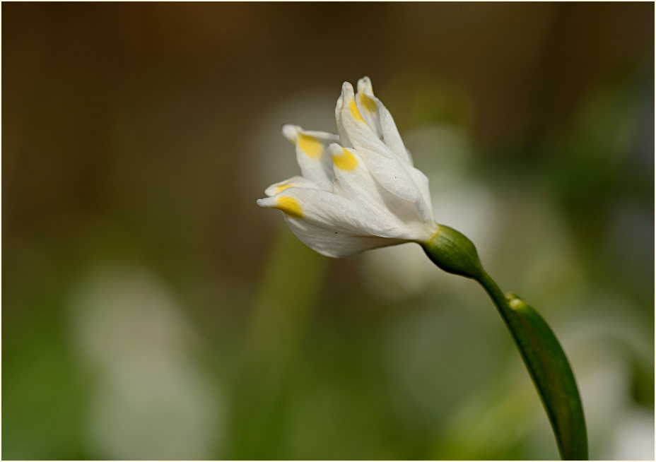 Märzbecher (Leucojum vernum)