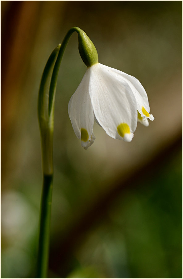 Märzbecher (Leucojum vernum)