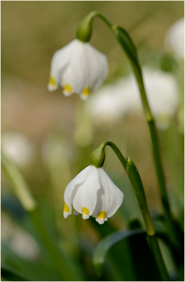 Märzbecher (Leucojum vernum)