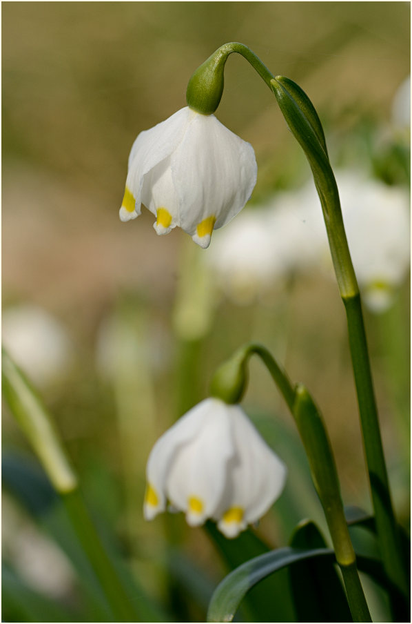 Märzbecher (Leucojum vernum)