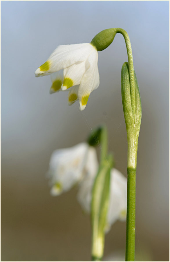 Märzbecher (Leucojum vernum)