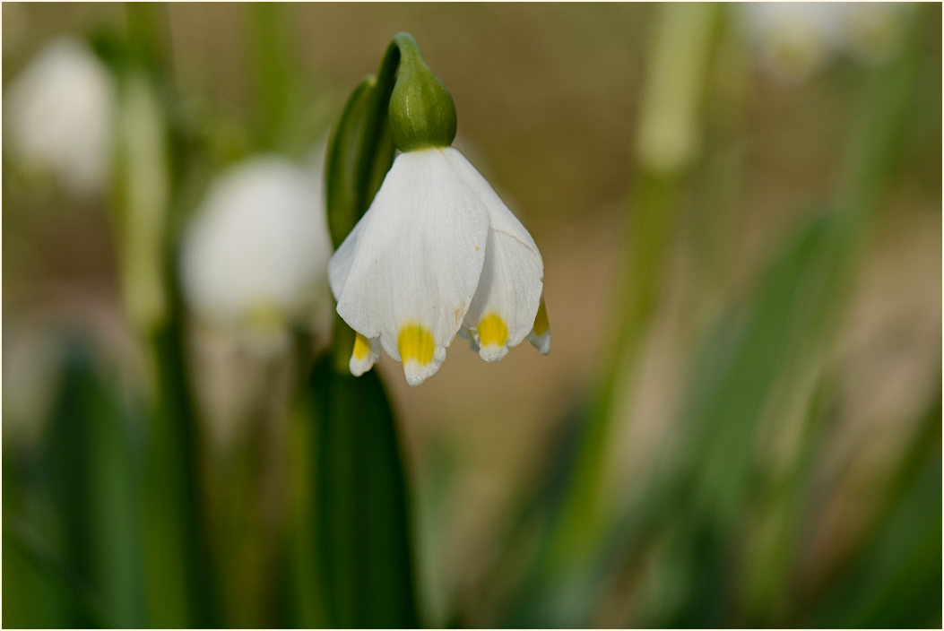 Märzbecher (Leucojum vernum)