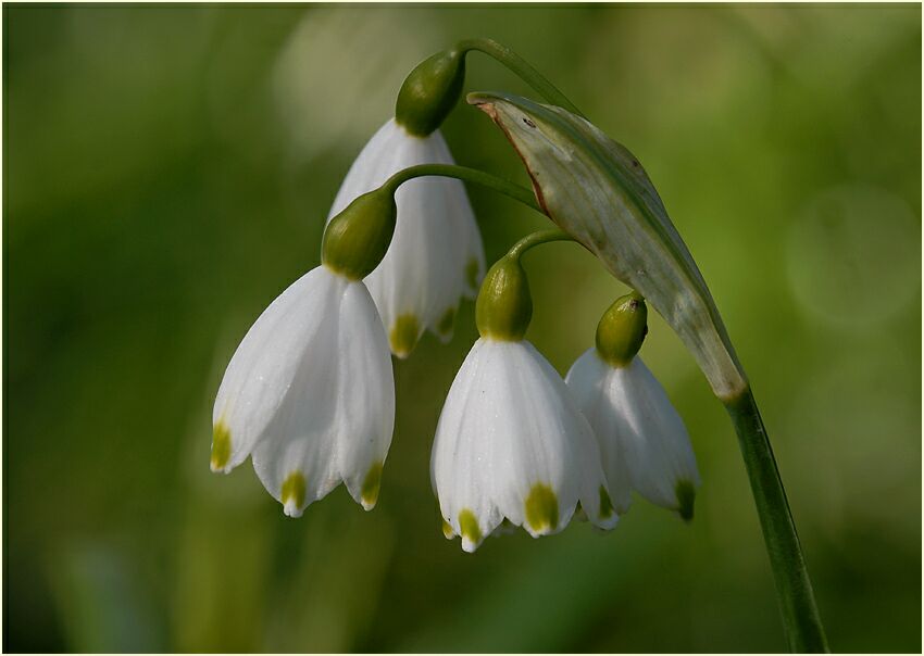 Märzbecher (Leucojum vernum)