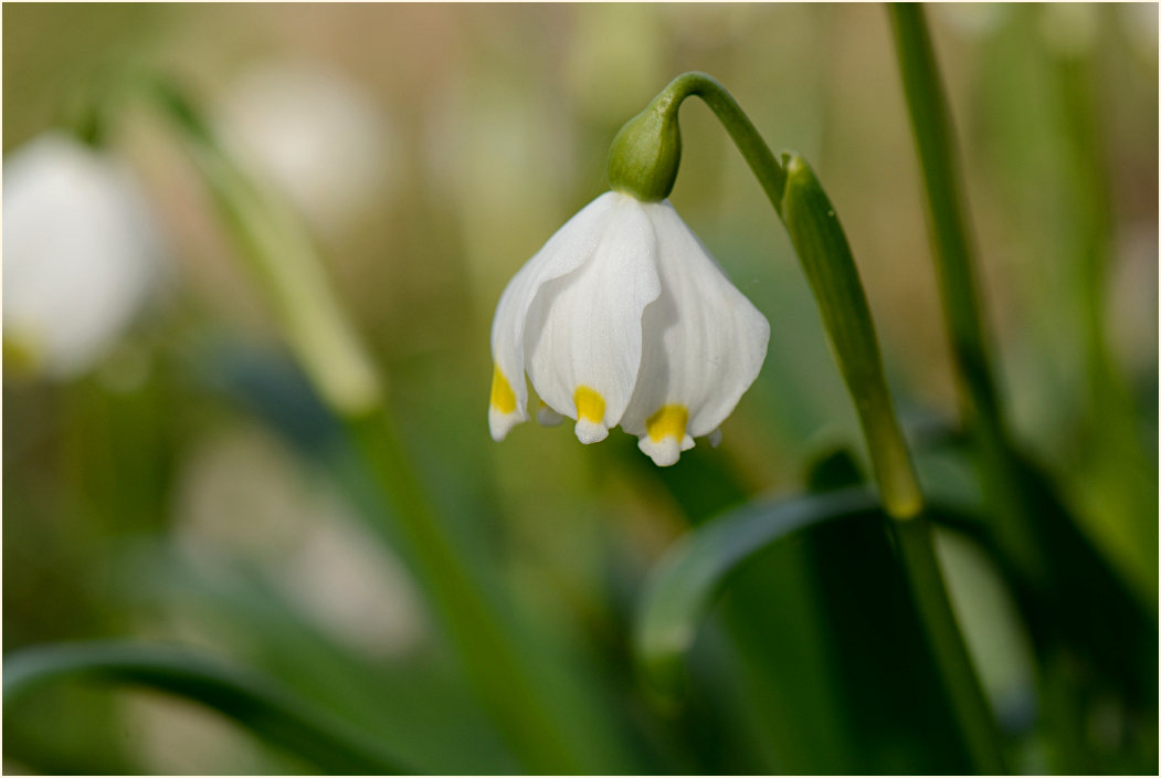 Märzbecher (Leucojum vernum)