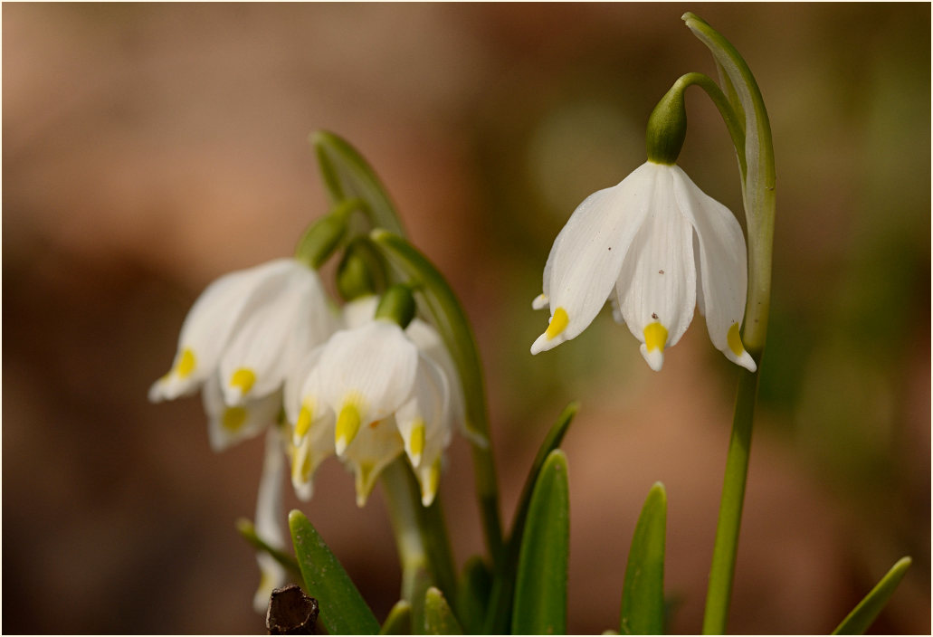 Märzbecher (Leucojum vernum)