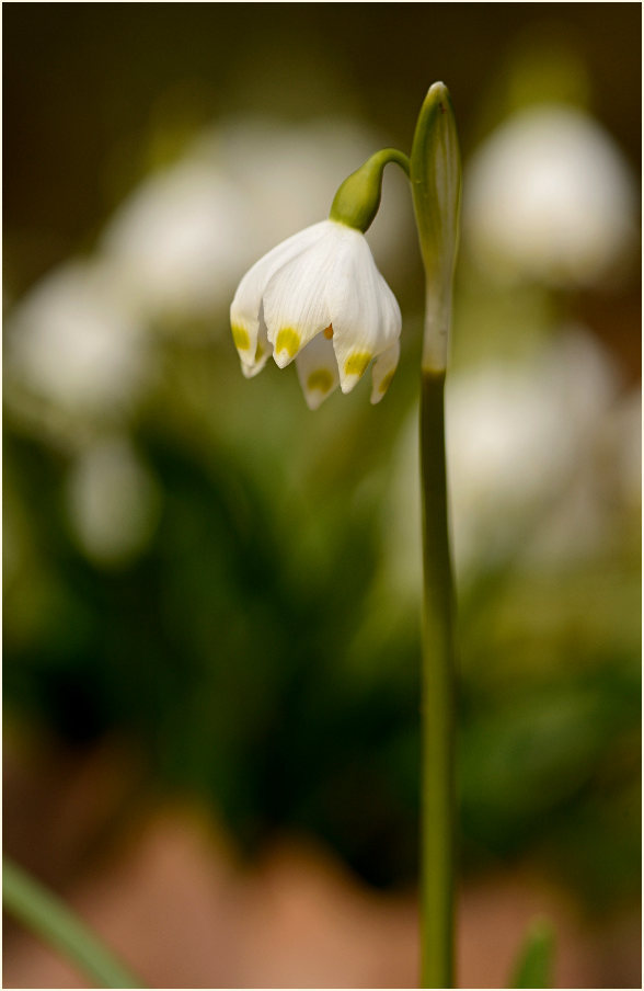 Märzbecher (Leucojum vernum)