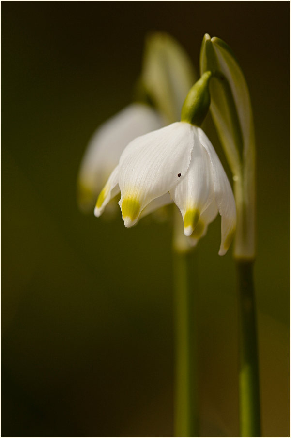 Märzbecher (Leucojum vernum)