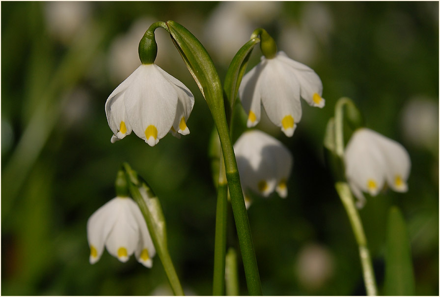 Märzbecher (Leucojum vernum)