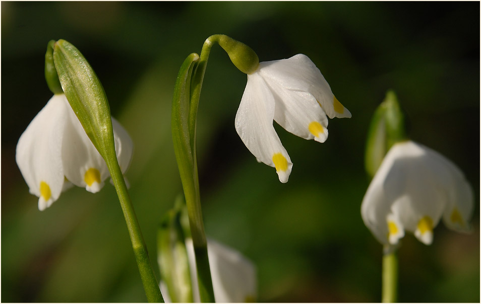 Märzbecher (Leucojum vernum)