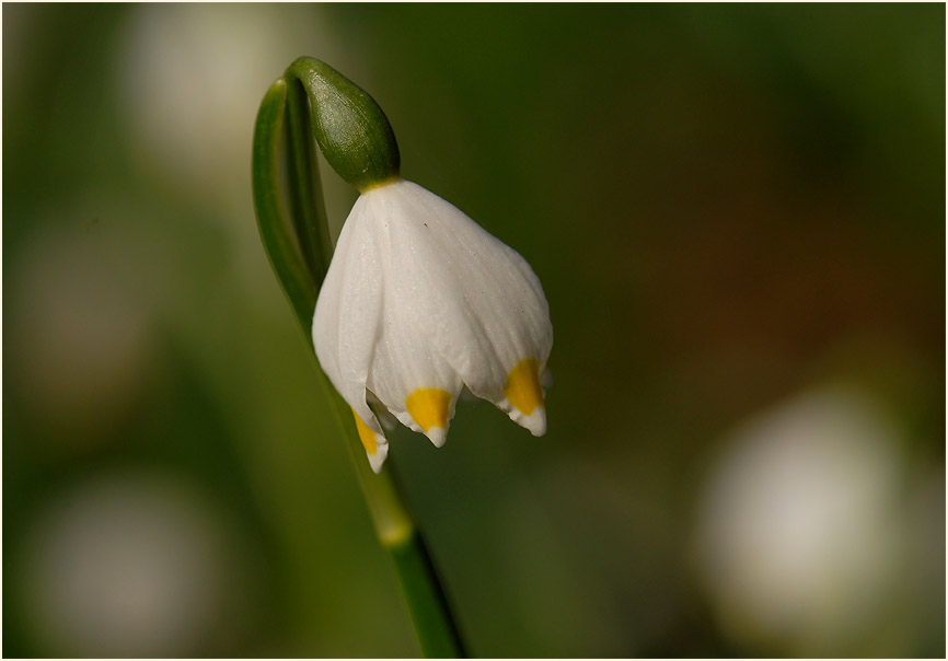 Märzbecher (Leucojum vernum)