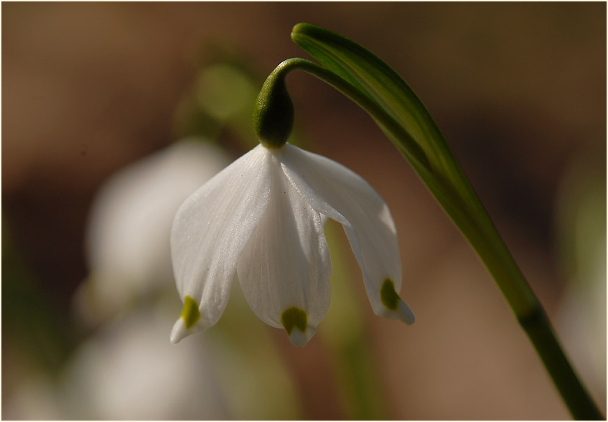 Märzbecher (Leucojum vernum)