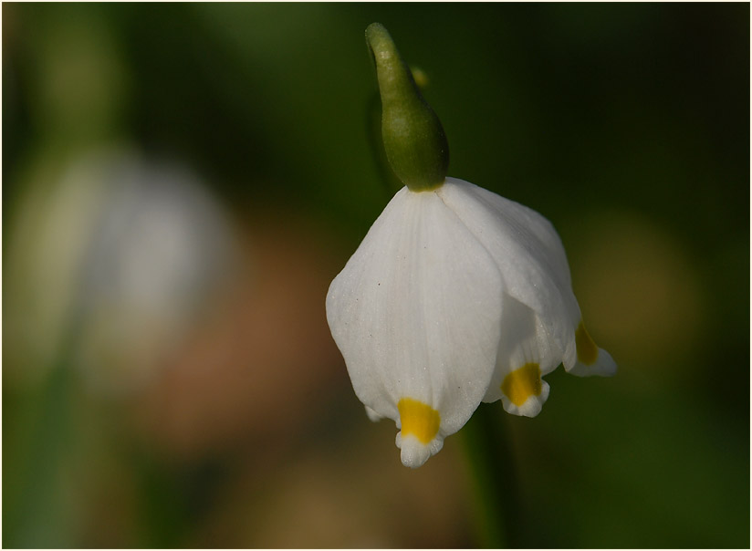 Märzbecher (Leucojum vernum)