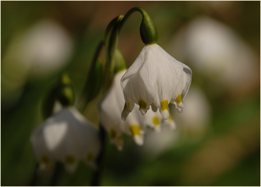 Märzbecher (Leucojum vernum)