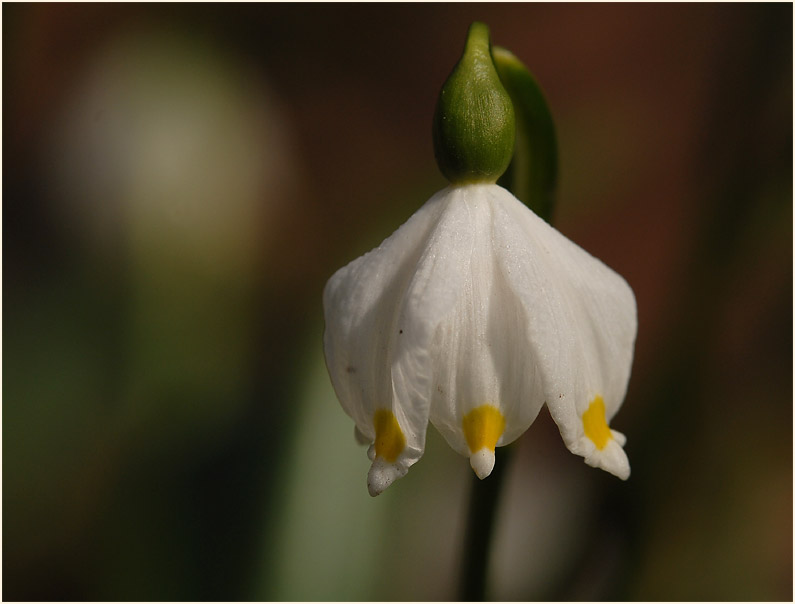 Märzbecher (Leucojum vernum)