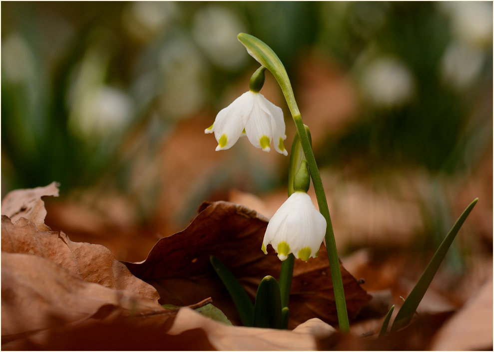 Märzbecher (Leucojum vernum)